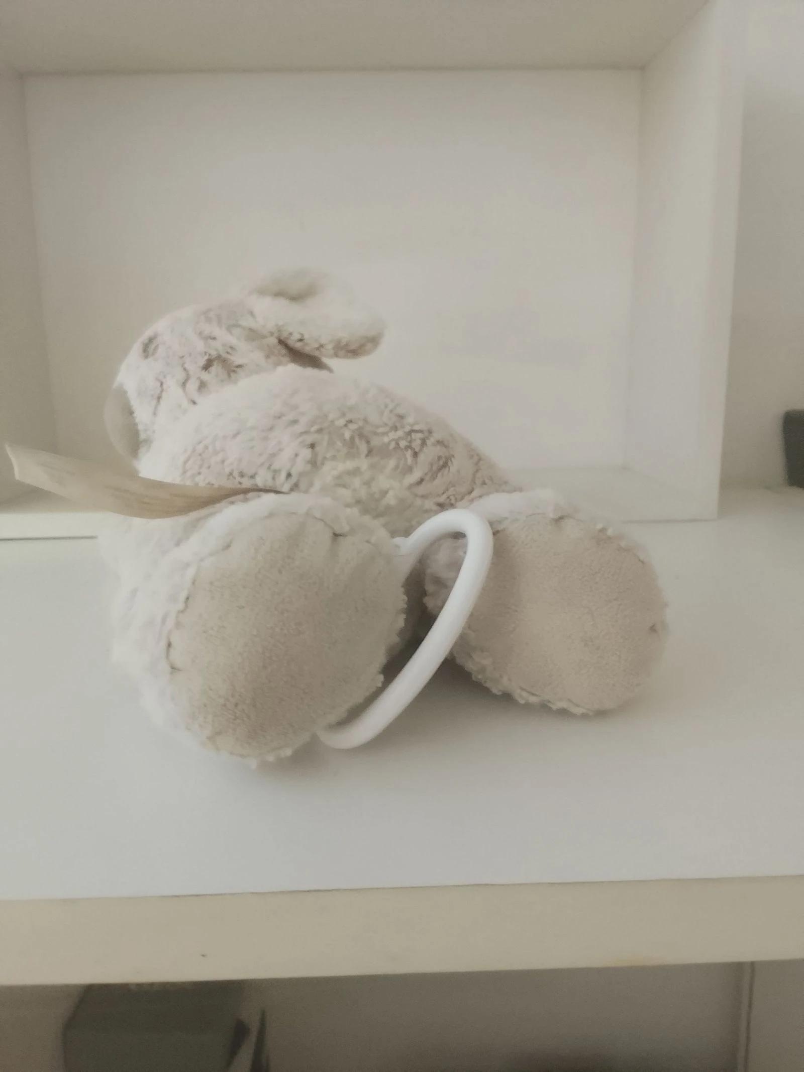 Coala musical – photo 2